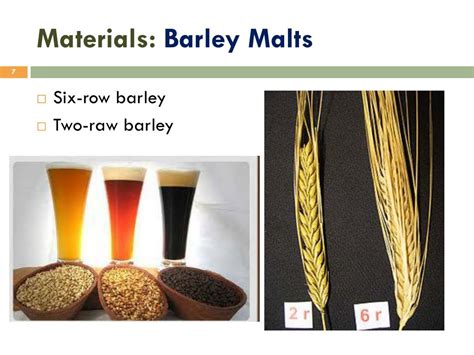  Barley - Ein unverzichtbarer Rohstoff für die Herstellung von Bier und Tierfutter!