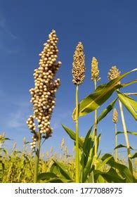  Sorghum - Ein vielseitiger Rohstoff für nachhaltige Biokunststoffe und effiziente Futtermittelproduktion!